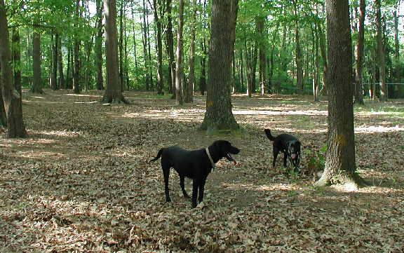 oakwood-dog-park-raleigh-pet-sitters
