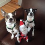 Babalu and McGillicuddy Raleigh Pet Sitters